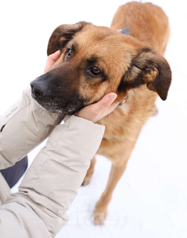 Собаки в Москве: Благодарный добряк пёс Родман в приюте Мальчик, Бесплатно - фото 5