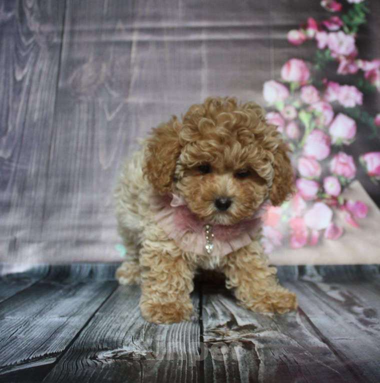 Собаки в Москве: Девочка Мальтипу f1 Девочка, 100 000 руб. - фото 2