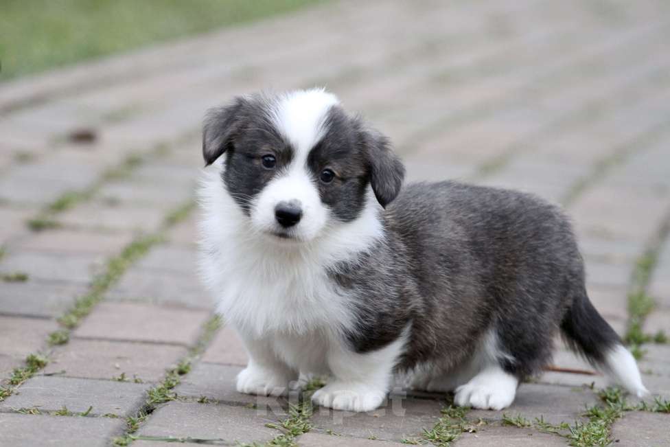Собаки в Москве: Вельш корги кардиган-мальчик Мальчик, 50 000 руб. - фото 6