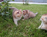 Кошки в Самаре: Котята золотой шиншиллы Мальчик, 30 000 руб. - фото 3
