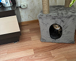 Кошки в Перми: Котенок - мальчик в добрые руки Мальчик, Бесплатно - фото 4