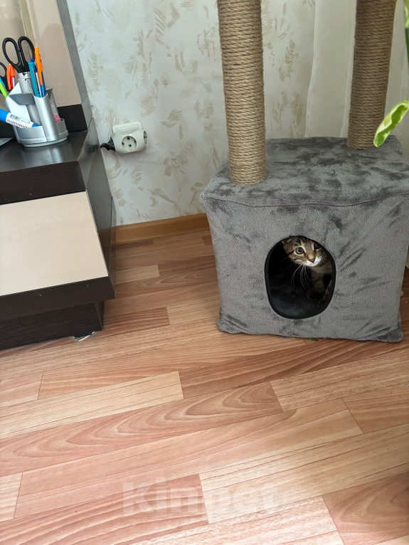 Кошки в Перми: Котенок - мальчик в добрые руки Мальчик, Бесплатно - фото 4