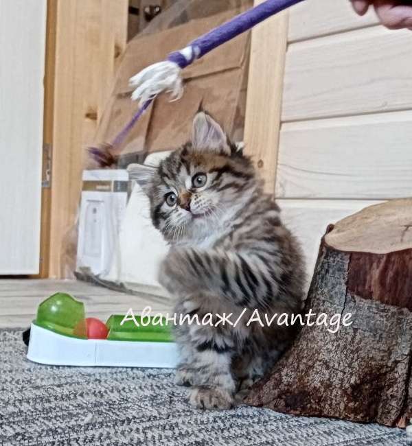 Кошки в Санкт-Петербурге: Сибирский котенок клубный, с документами, девочка  Девочка, Бесплатно - фото 6
