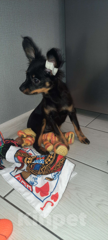 Собаки в Новосибирске: Девочка Умуриза Девочка, 69 000 руб. - фото 3