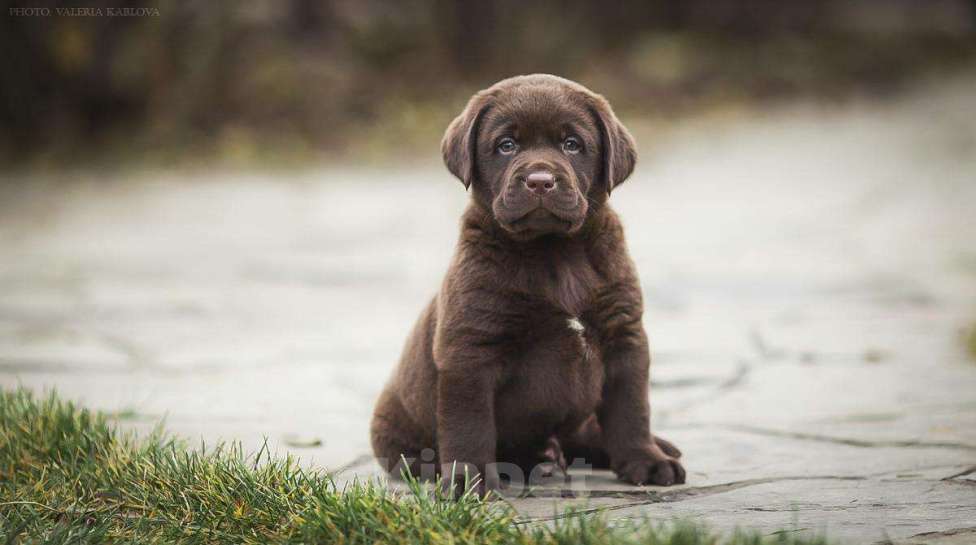 Собаки в Москве: Лабрадор шоколадный, девочка мальчик, РКФ Мальчик, 60 000 руб. - фото 1