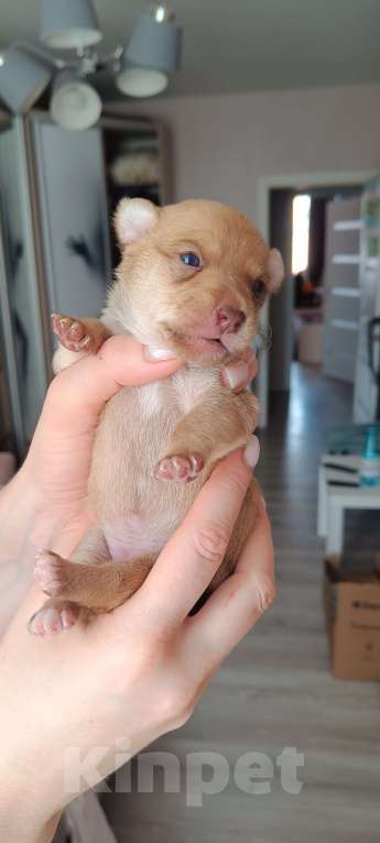 Собаки в Краснодаре: Щенок той терьер  Девочка, 6 000 руб. - фото 2