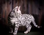 Кошки в Москве: Бенгальский котенок серебро Мальчик, Бесплатно - фото 8