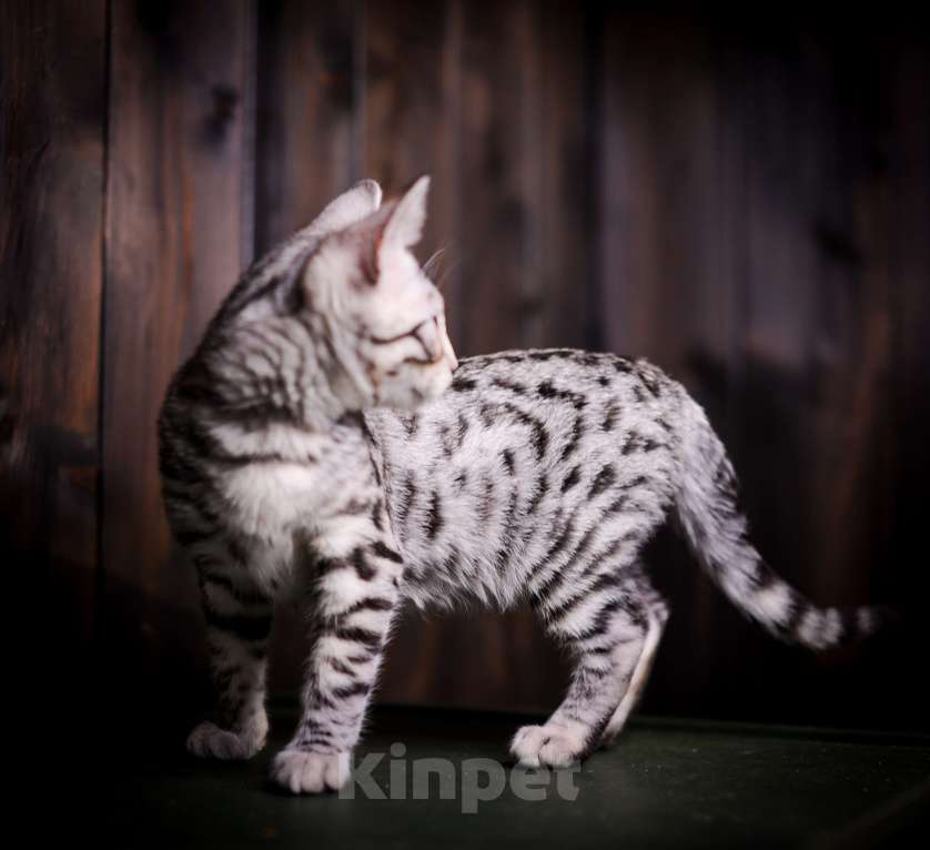 Кошки в Москве: Бенгальский котенок серебро Мальчик, Бесплатно - фото 8