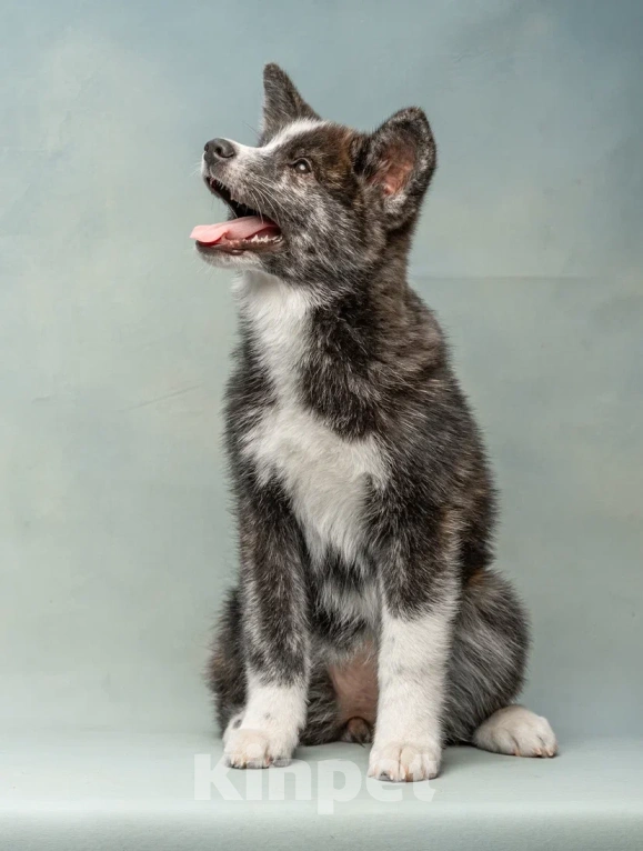 Собаки в Санкт-Петербурге: Тиана Девочка, 70 000 руб. - фото 8