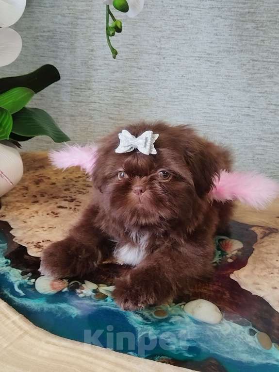 Собаки в других городах Московской области: Щенок ши тцу Девочка, Бесплатно - фото 3