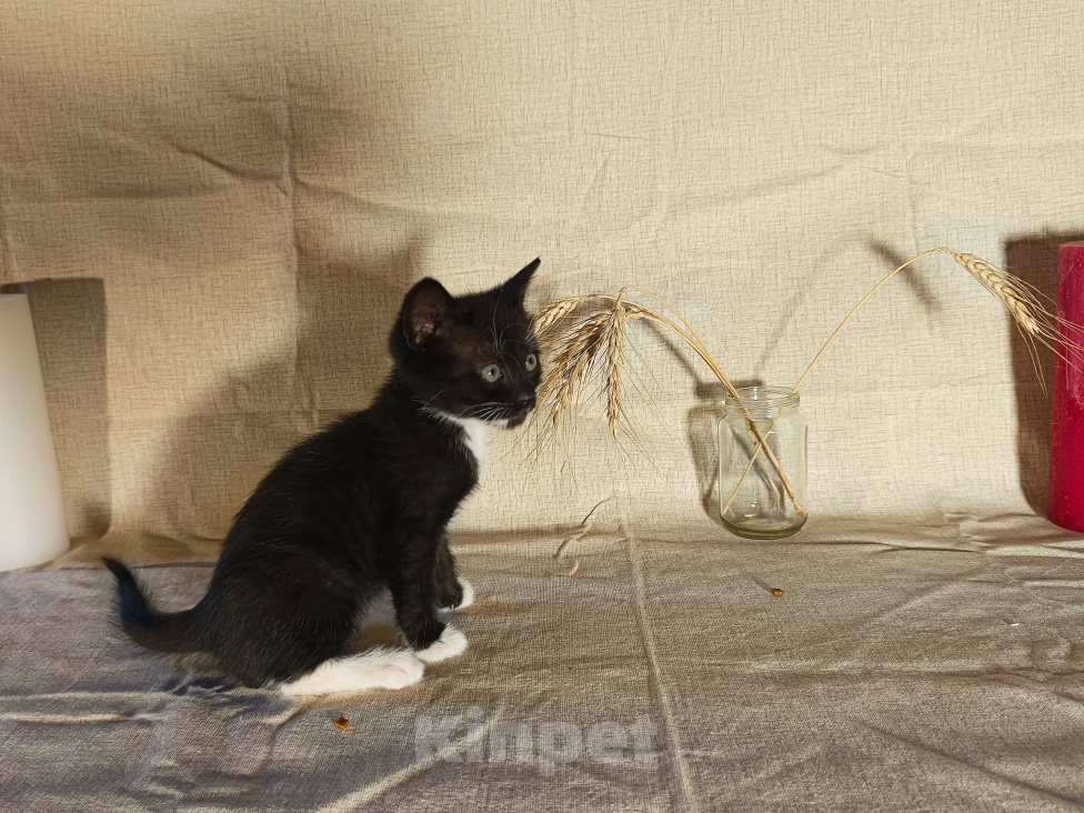 Кошки в других городах Воронежской области: Котёнок девочка Девочка, 100 руб. - фото 4