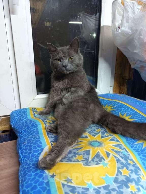 Кошки в Москве: Кот Проша ищет любящее сердце Мальчик, Бесплатно - фото 2