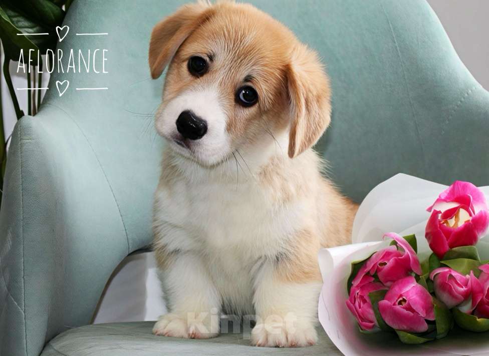 Собаки в Санкт-Петербурге: Щенок вельш -корги пемброк Мальчик, 80 000 руб. - фото 1