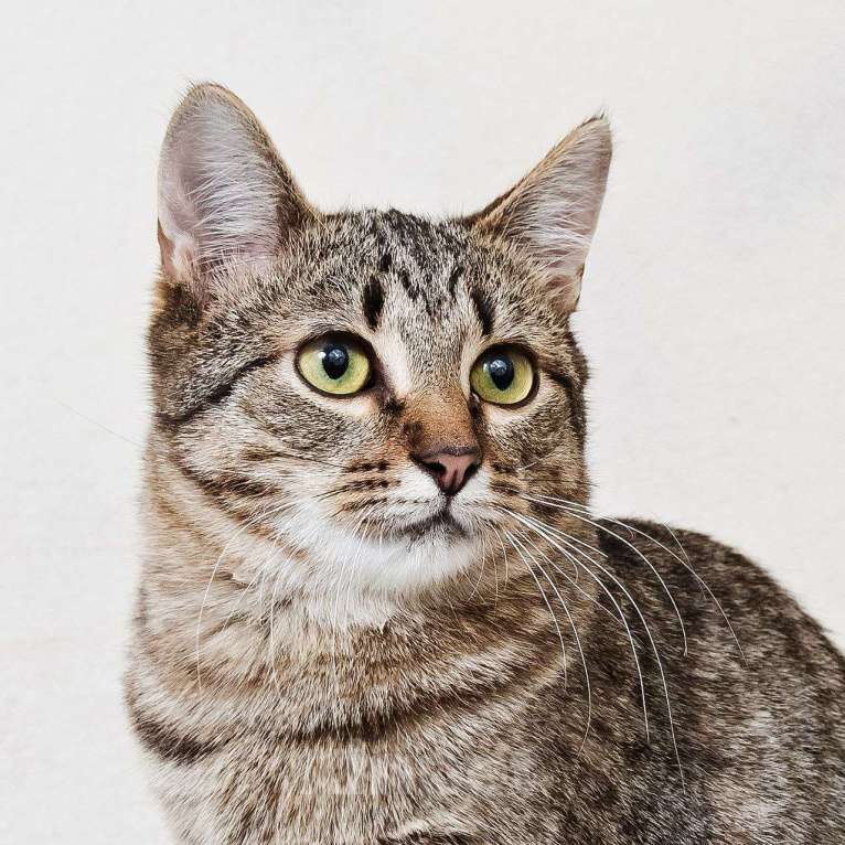 Кошки в Москве: котенок Антоновка ищет дом Девочка, Бесплатно - фото 8