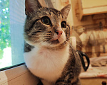 Кошки в Москве: Кексик ищет дом Мальчик, Бесплатно - фото 3