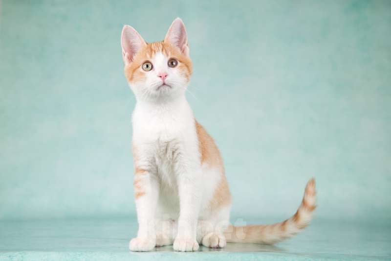 Кошки в Москве: Очень ласковый и ручной рыжий котенок Хомочка в добрые руки Девочка, 1 руб. - фото 2