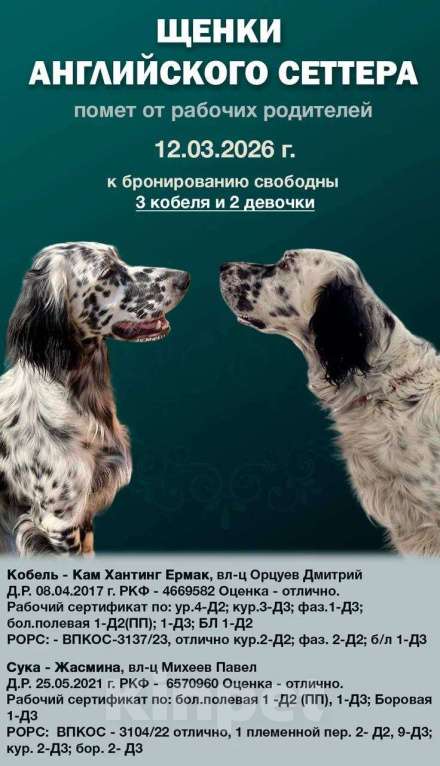 Собаки в Балаково: Щенки английского сеттера Мальчик, 55 000 руб. - фото 7