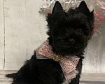Собаки в Москве: Щенок черного йорка Мальчик, 66 000 руб. - фото 4