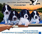 Собаки в Москве: Щенки русских охотничьих спаниелей Мальчик, 65 000 руб. - фото 2