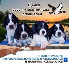 Собаки в Москве: Щенки русских охотничьих спаниелей Мальчик, 65 000 руб. - фото 2