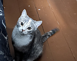 Кошки в Томске: Коты Девочка, Бесплатно - фото 1