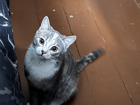 Коты