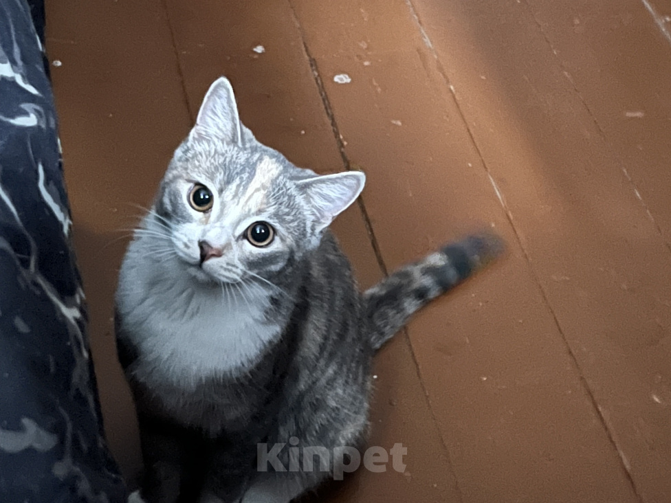 Кошки в Томске: Коты Девочка, Бесплатно - фото 1