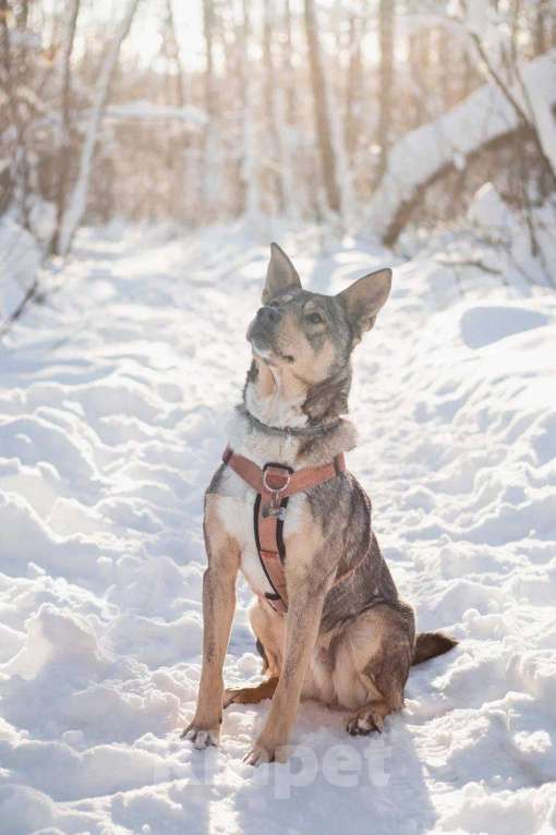 Собаки в Москве: Версаль ищет дом Мальчик, Бесплатно - фото 1