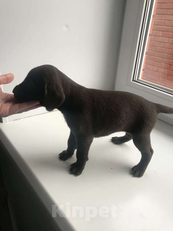 Собаки в Твери: Щенки курцхаара Девочка, 20 руб. - фото 10