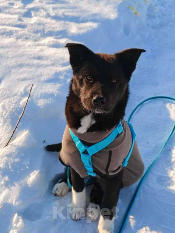 Собаки в Москве: Щенок в добрые руки Девочка, Бесплатно - фото 3