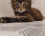 Кошки в Омске: Кошка Девочка, 25 000 руб. - фото 1