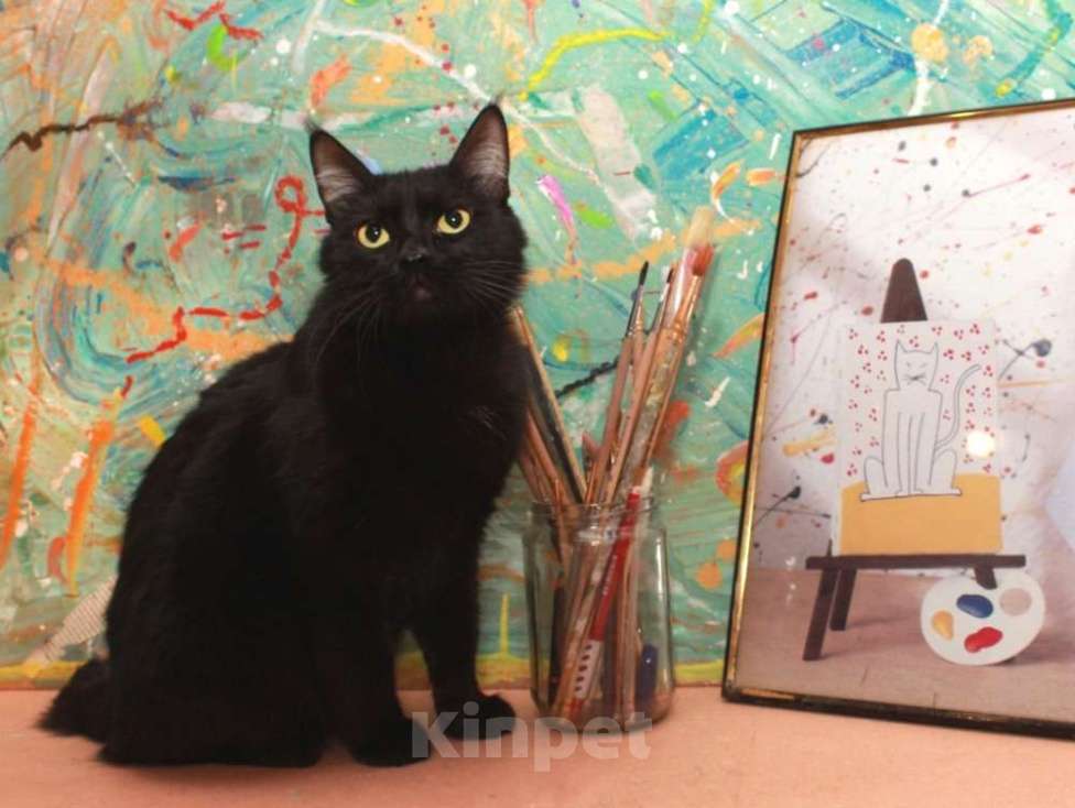 Кошки в Москве: Шанти — леди в черном. Молодая кошечка в добрые руки. Девочка, Бесплатно - фото 5