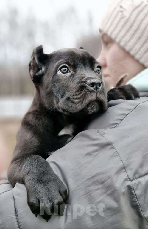 Собаки в других городах Московской области: Шикарные кобельки Кане Корсо Мальчик, Бесплатно - фото 2