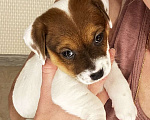 Собаки в Москве: Щенок джек-рассел-терьер от титулованных родителей Девочка, 1 руб. - фото 6