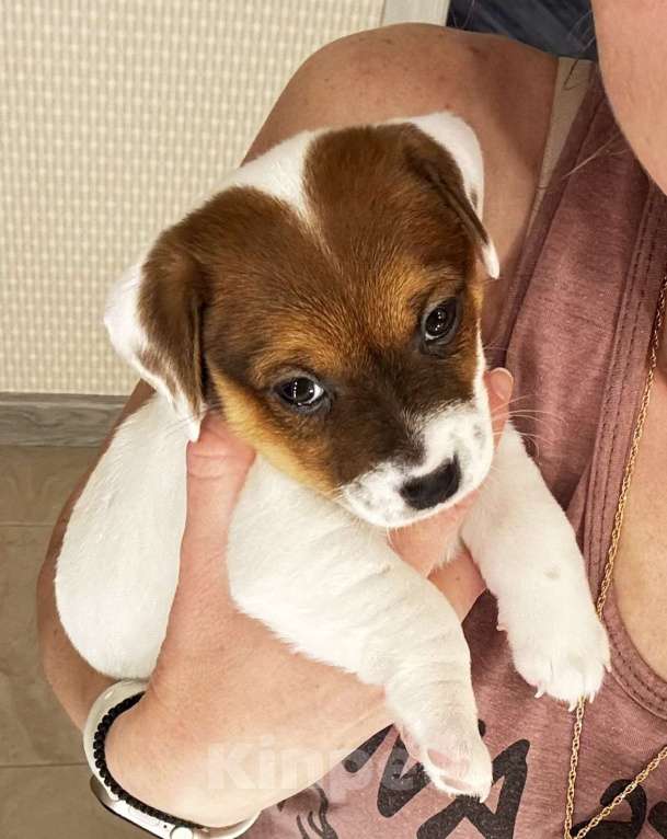 Собаки в Москве: Щенок джек-рассел-терьер от титулованных родителей Девочка, 1 руб. - фото 6