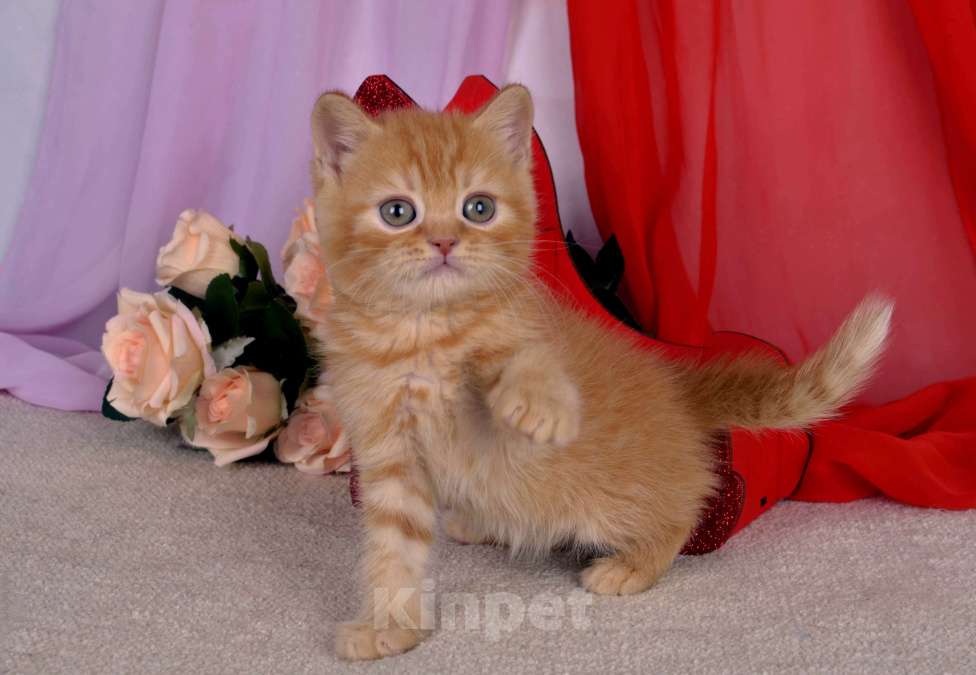 Кошки в Санкт-Петербурге: Британский солнечный котик  Мальчик, 45 000 руб. - фото 1