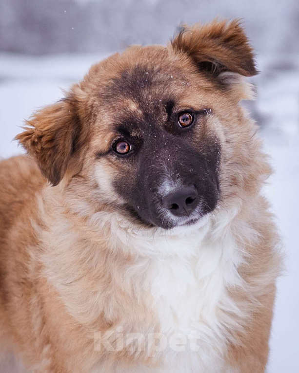 Собаки в Москве: Небольшая собачка чуть ниже колена. Девочка, Бесплатно - фото 2