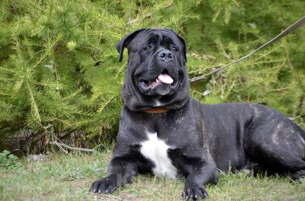 Собаки в Тольятти: Кане корсо Мальчик, Бесплатно - фото 3