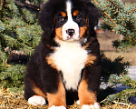 Собаки в Москве: Щенок Бернского Зенненхунда Мальчик, Бесплатно - фото 5