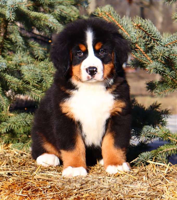 Собаки в Москве: Щенок Бернского Зенненхунда Мальчик, Бесплатно - фото 5