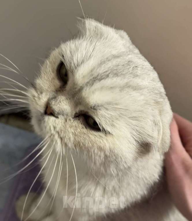 Кошки в Мытищах: Найдена серебряная шотландка Девочка, Бесплатно - фото 2