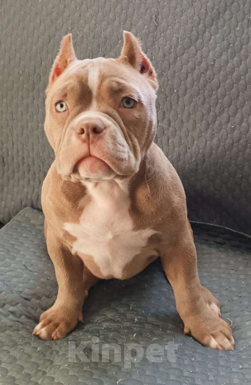 Собаки в Москве: Продается прекрасная девочка булли, покет Девочка, 145 000 руб. - фото 3