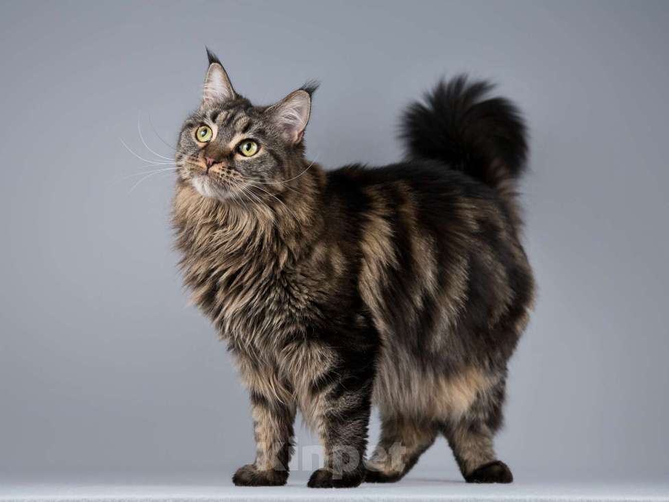 Кошки в Москве: Роскошная кошка мейнкун Мурлыка в добрые руки Девочка, Бесплатно - фото 2