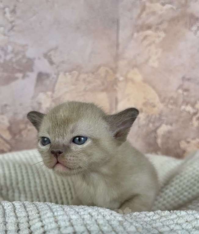 Кошки в других городах Московской области: Котята европейской бурмы Мальчик, 90 000 руб. - фото 4
