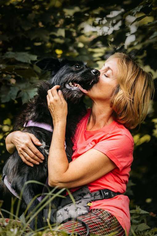 Собаки в Москве: Оскар - принц собачьего мира! Мальчик, Бесплатно - фото 8