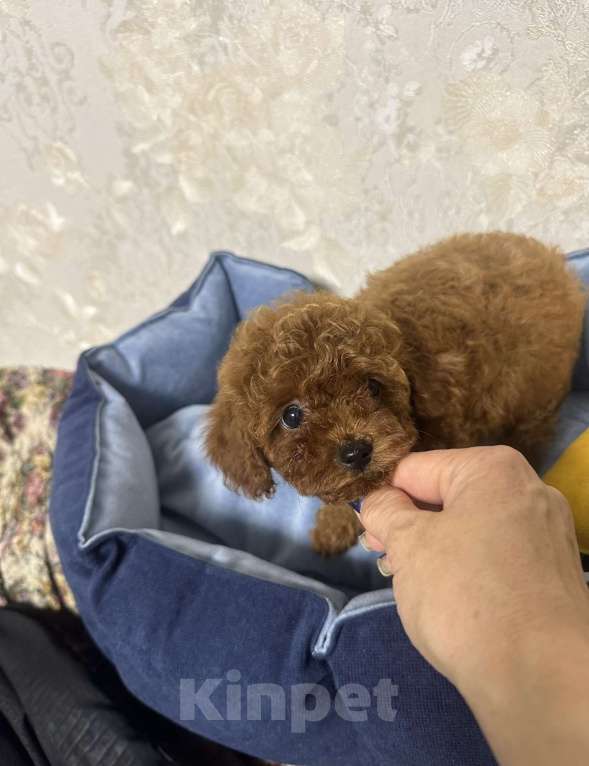 Собаки в Москве: Той-пудель Тикап  Мальчик, 150 000 руб. - фото 2