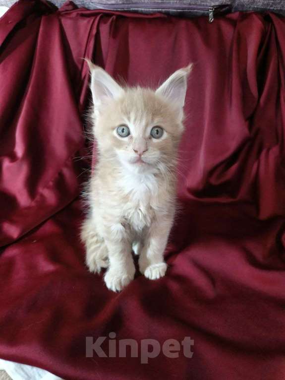 Кошки в Артеме: Кошечка Мейн-кун  Девочка, 35 000 руб. - фото 1