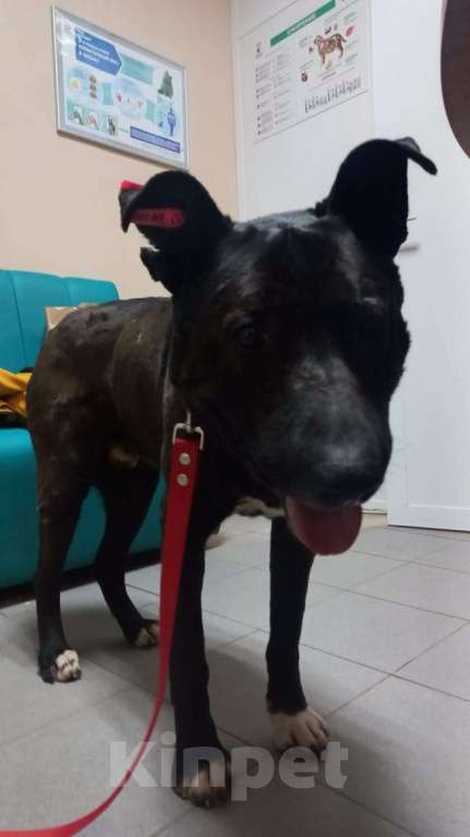 Собаки в Москве: Доброго Джека пинали ногами Мальчик, Бесплатно - фото 2