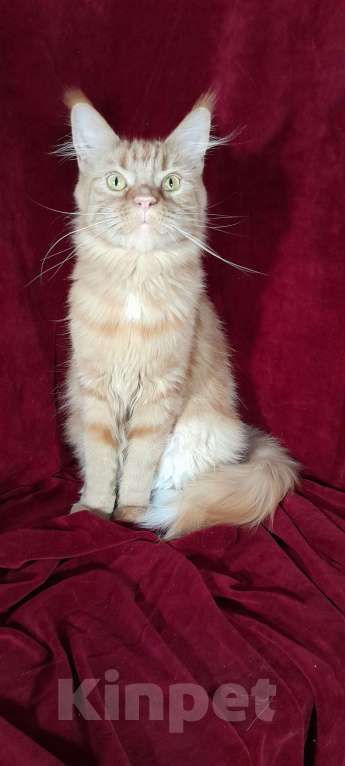 Кошки в Москве: Мейн-кун кошка Девочка, 50 000 руб. - фото 8