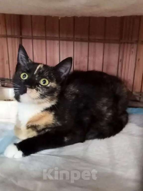 Кошки в Санкт-Петербурге: Трёхцветный котёнок в добрые руки Девочка, Бесплатно - фото 1